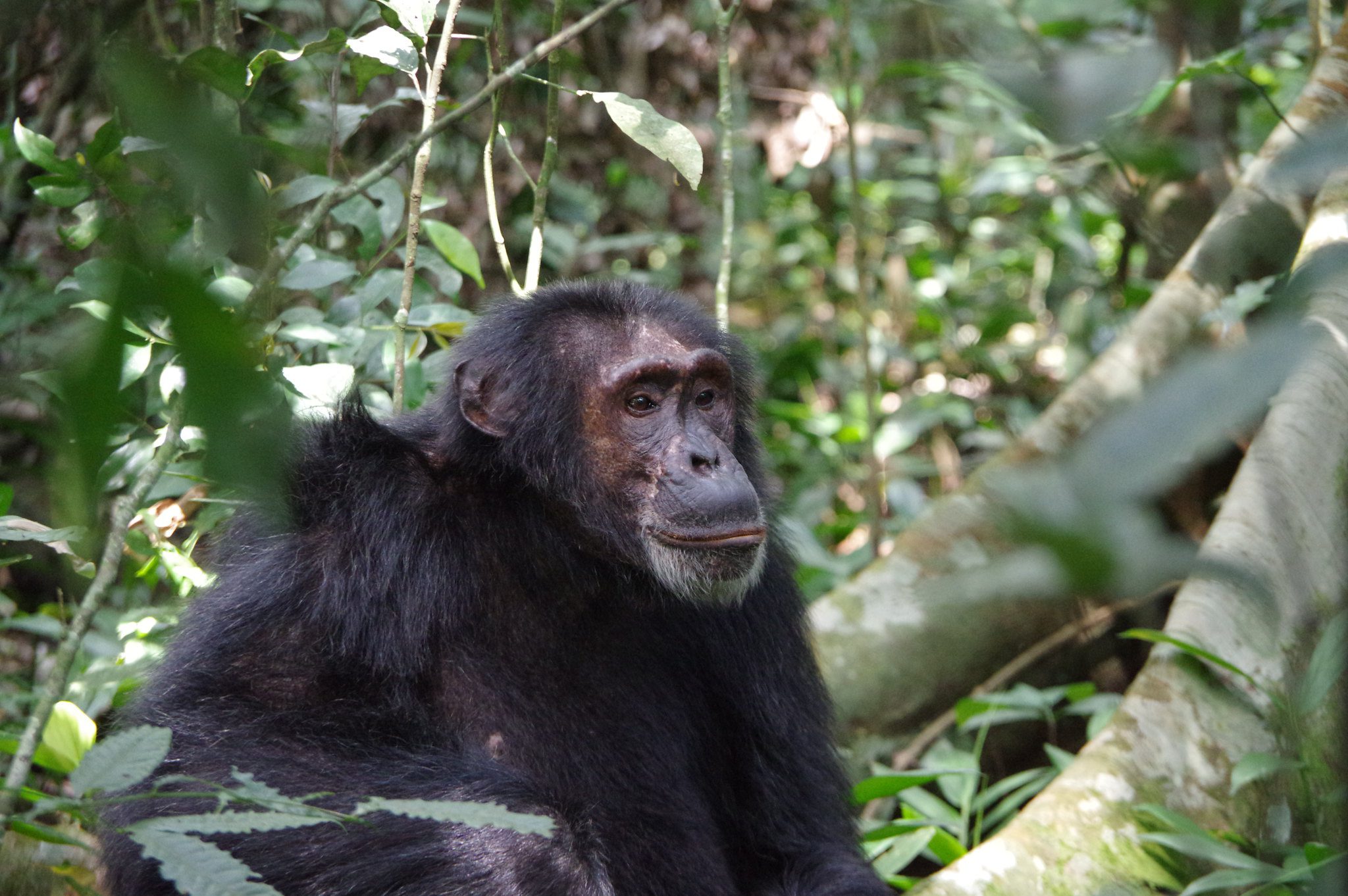 Experience Rwanda's wonders on a 10-day adventure! Trek gorillas, see chimpanzees & Big Five wildlife, visit cultural sites & scenic locations. Book your unforgettable safari today!