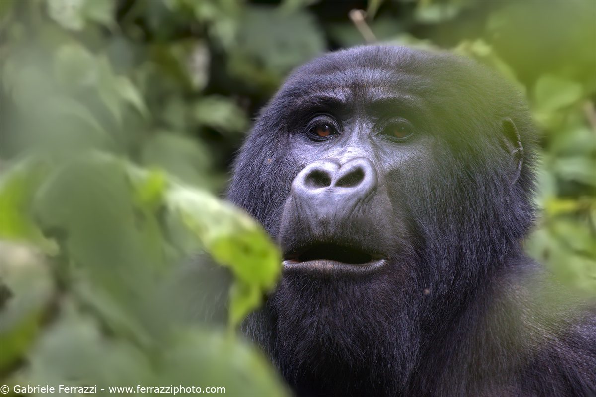 4 Days Rwanda Gorilla Trekking Adventure