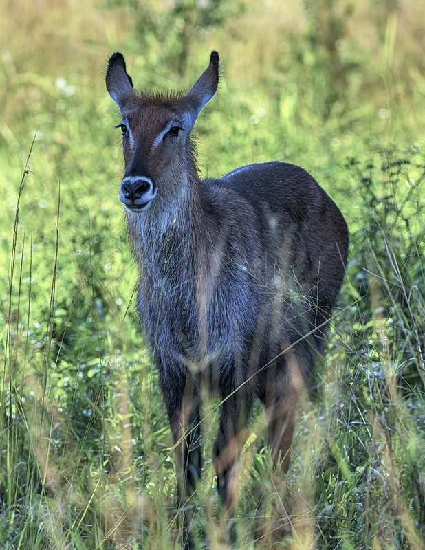 3 Days Rwanda Akagera Wildlife Safari and Boat Cruise