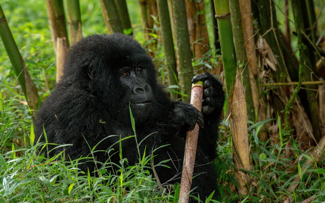 4 Days Rwanda Gorilla & Culture Tour