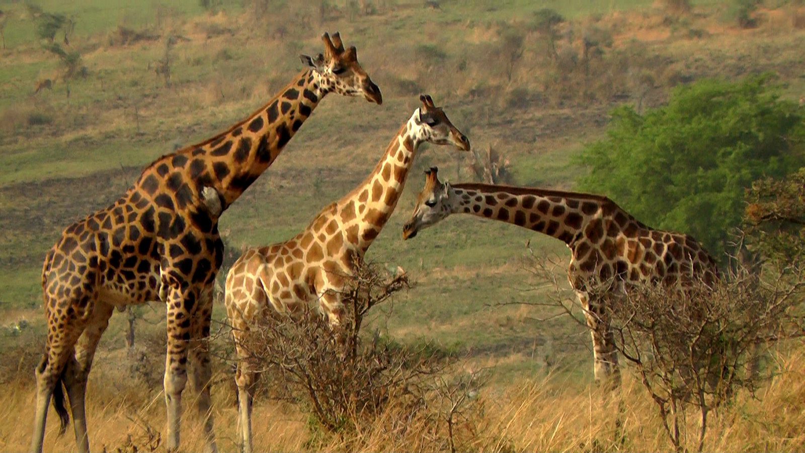 4 Days Best of Kidepo Valley National Park Safari