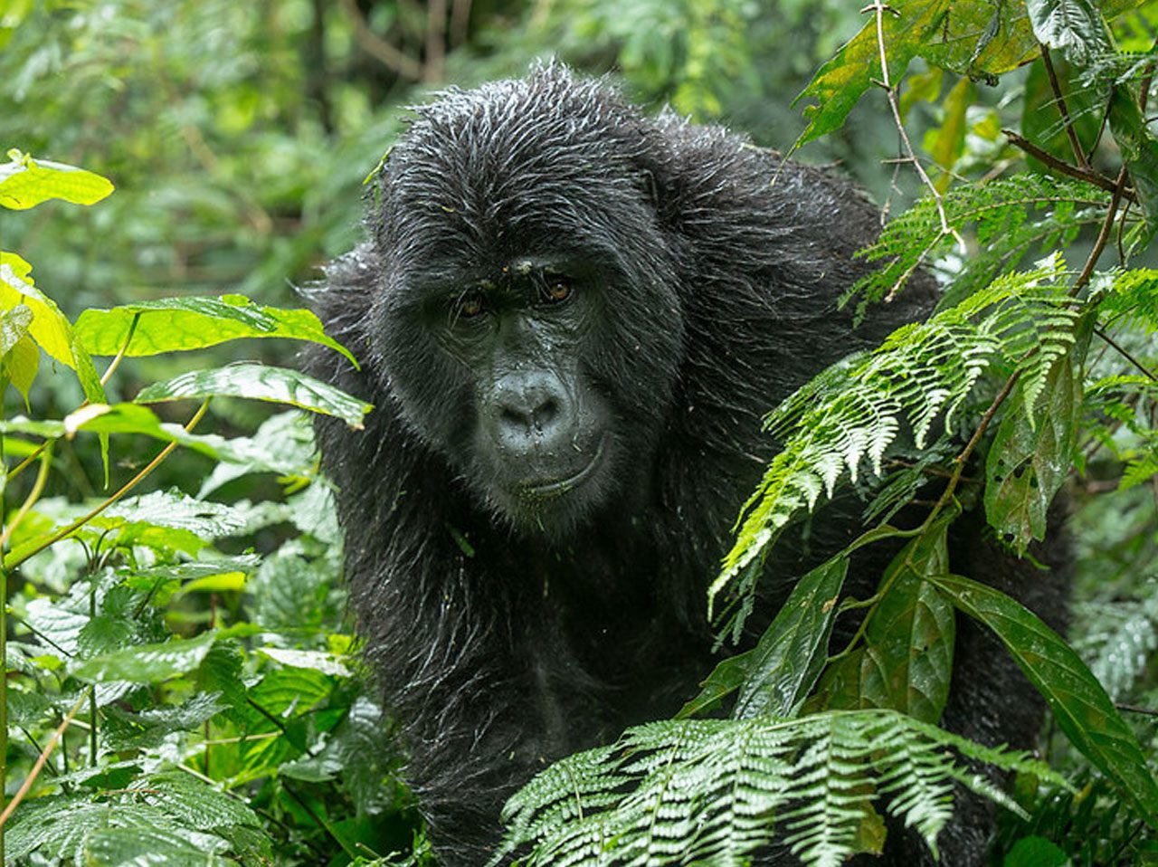 7 Days Explore Rwanda & Gorilla Tracking Safari