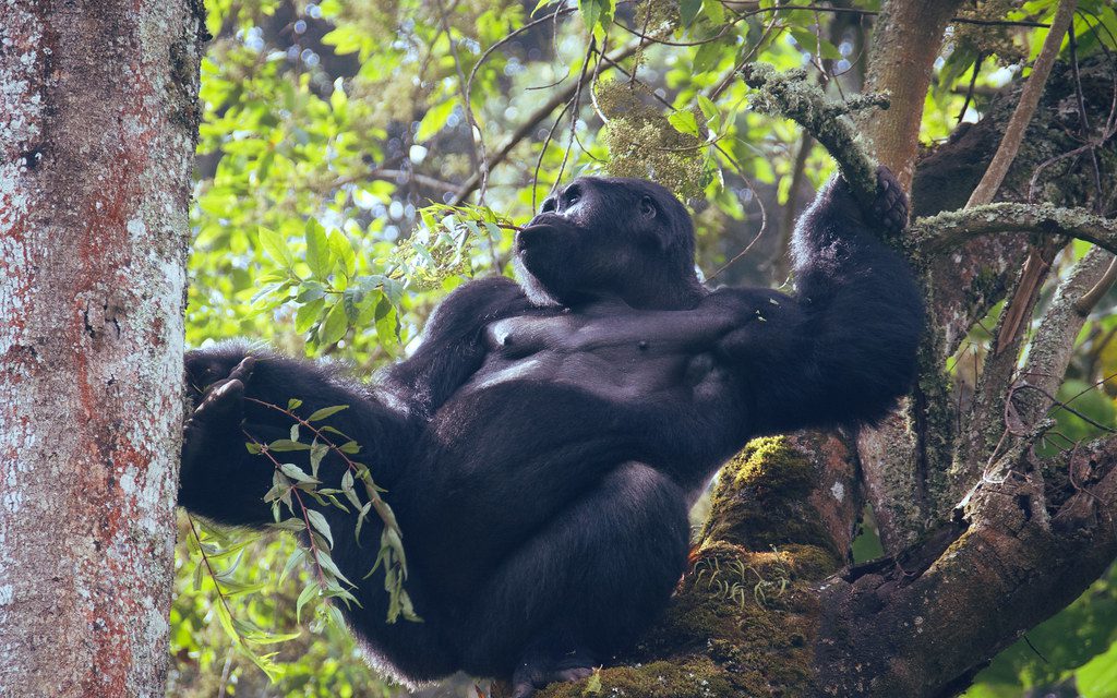 4 Days Rwanda-Uganda Golden Monkey and Gorilla Trekking Adventure