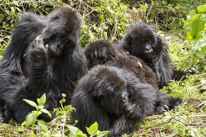 3 Days Rwanda City Tour & Mountain Gorilla Experience