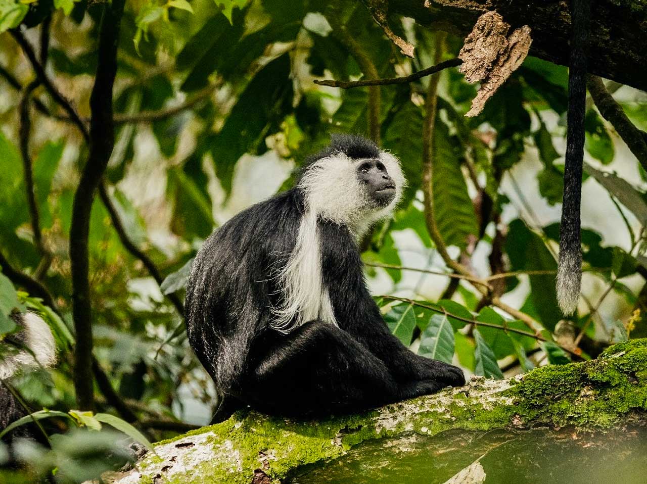 4 Days Primates and Culture Adventure in Rwanda