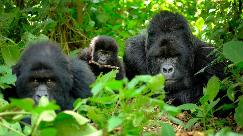 Experience an 8-day Rwanda safari, featuring Akagera's wildlife, gorilla trekking in Volcanoes National Park, cultural tours, and the Kigali Genocide Memorial.