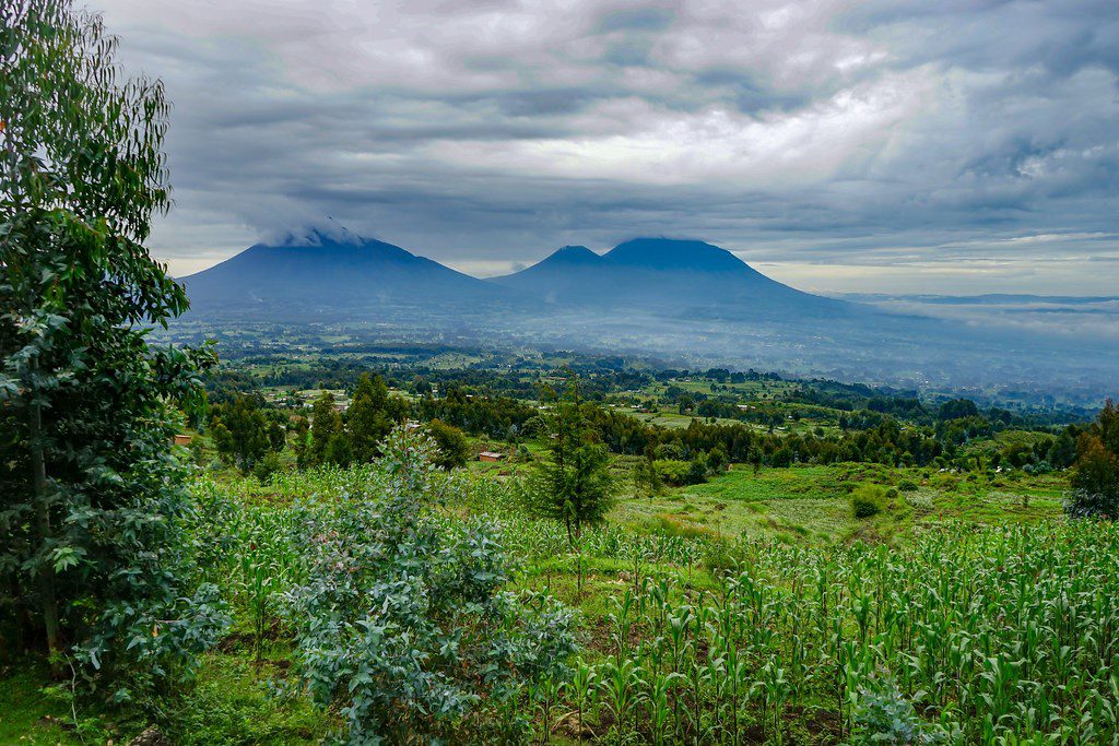 Explore Volcanoes National Park in Rwanda with thrilling gorilla trekking, cultural experiences, and visits to the Kigali Genocide Memorial on a 4-day safari adventure.