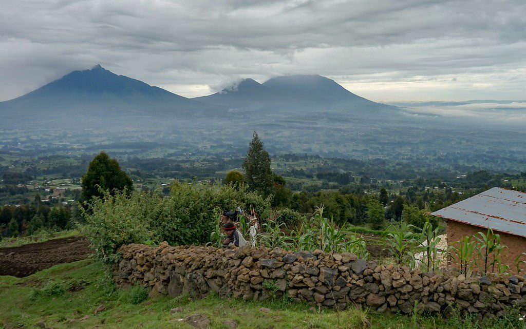 Explore Volcanoes National Park in Rwanda with thrilling gorilla trekking, cultural experiences, and visits to the Kigali Genocide Memorial on a 4-day safari adventure.