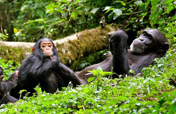 Explore Nyungwe National Park on a 3-day safari featuring chimpanzee trekking, Colobus monkeys, cultural visits, and a scenic boat tour on Lake Kivu.